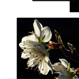 mecedora italian excellent lingerie spring flower